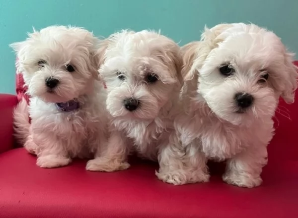 disponibili cuccioli di maltese toy per la dozione  | Foto 3