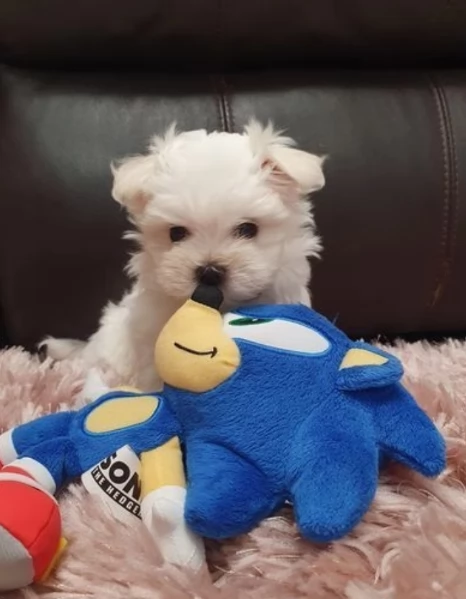 disponibili cuccioli di maltese toy per la dozione  | Foto 0