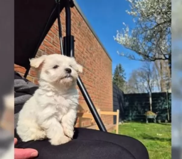 disponibili cuccioli di maltese toy per la dozione  | Foto 6