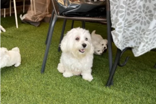 disponibili cuccioli di maltese toy per la dozione 