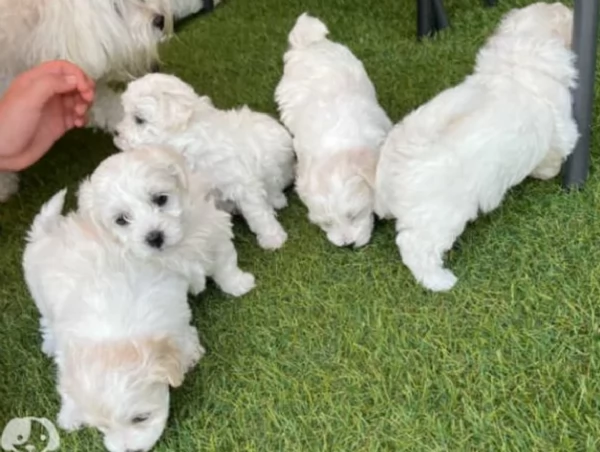 disponibili cuccioli di maltese toy per la dozione  | Foto 3