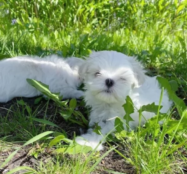 disponibili cuccioli di maltese toy per la dozione  | Foto 0