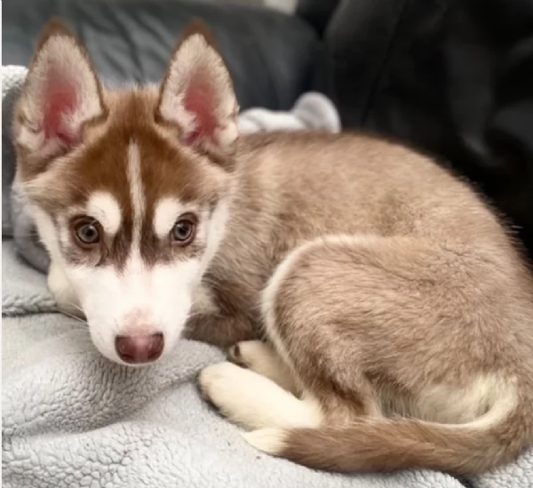 Siberian Husky per la dozione | Foto 3