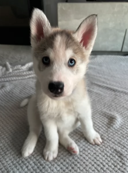 Siberian Husky per la dozione | Foto 0