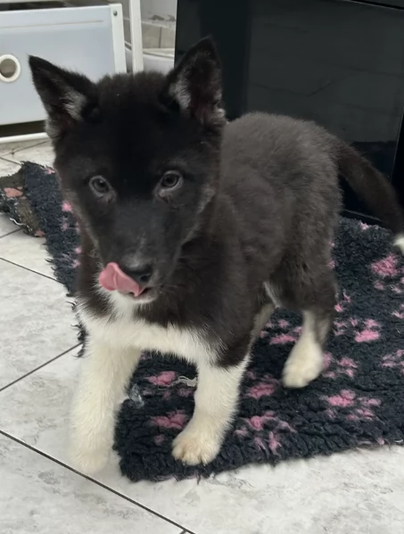 Siberian Husky per la dozione | Foto 4