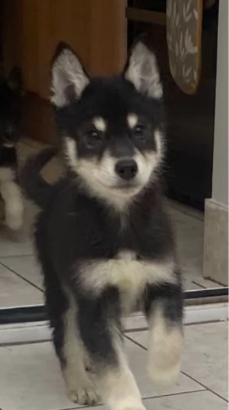 Siberian Husky per la dozione | Foto 2
