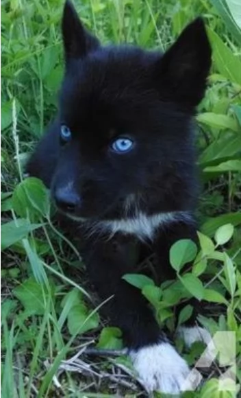 Siberian Husky per la dozione