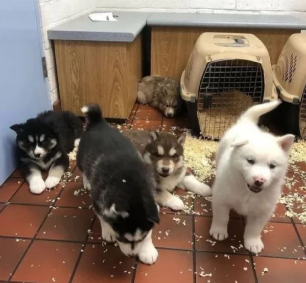 Siberian Husky per la dozione