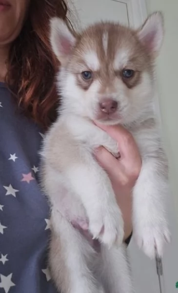 Siberian Husky per la dozione | Foto 3