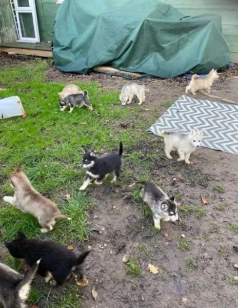 Siberian Husky per la dozione | Foto 0