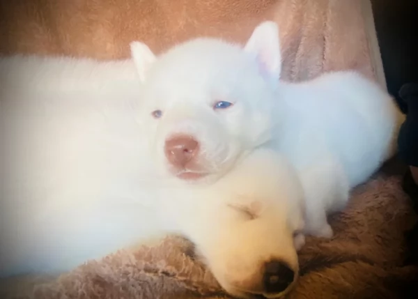 Siberian Husky per la dozione | Foto 3