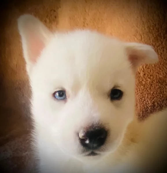 Siberian Husky per la dozione | Foto 1