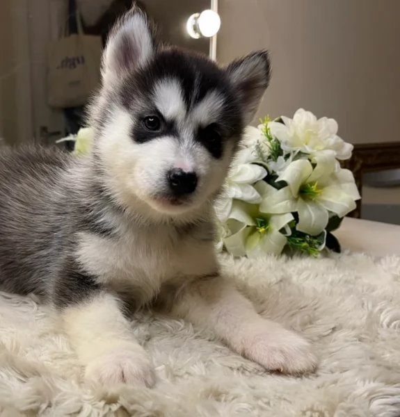 Siberian Husky per la dozione | Foto 6