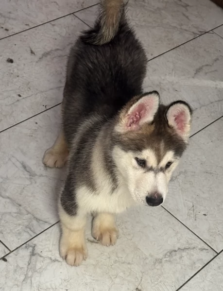 Siberian Husky per la dozione | Foto 5