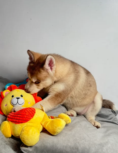 Siberian Husky per la dozione | Foto 4