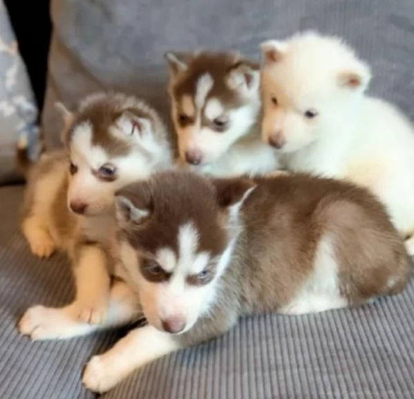 Siberian Husky per la dozione | Foto 3