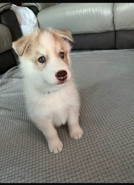 Siberian Husky per la dozione | Foto 0