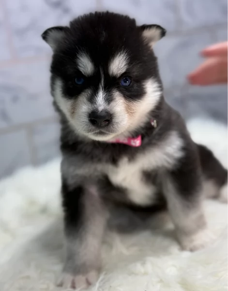 Siberian Husky per la dozione | Foto 6