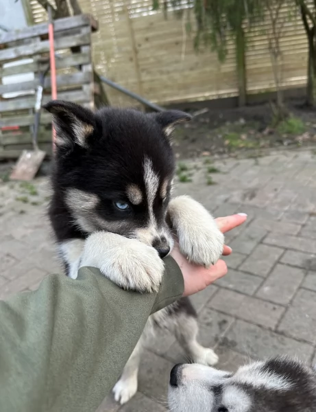 Siberian Husky per la dozione | Foto 2