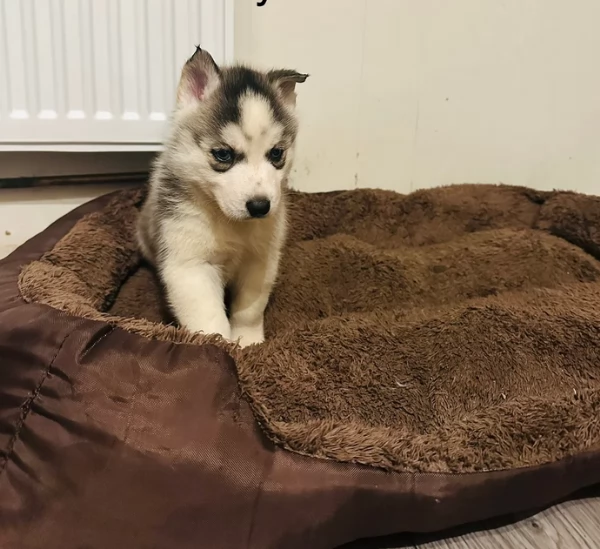 Siberian Husky per la dozione | Foto 1