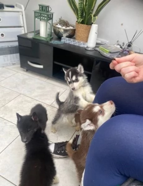 Siberian Husky per la dozione