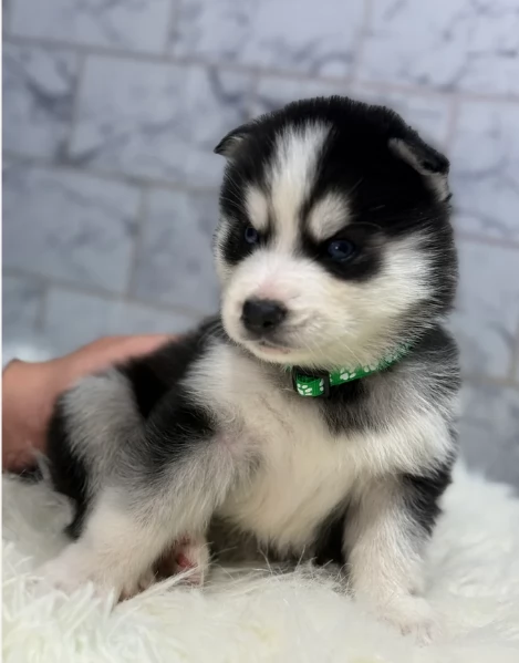 Siberian Husky per la dozione | Foto 5
