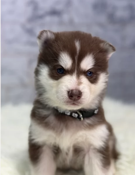 Siberian Husky per la dozione | Foto 3