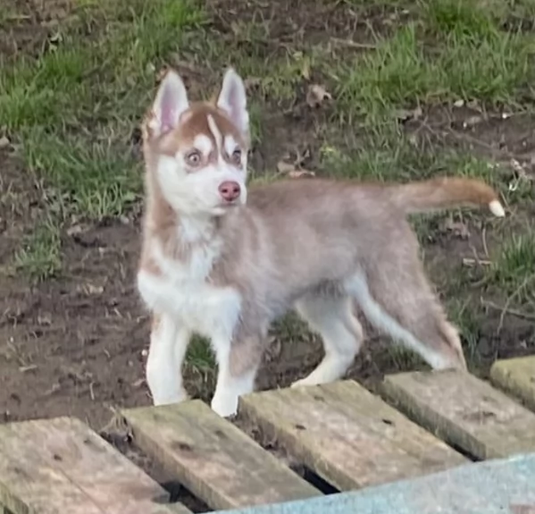 Siberian Husky per la dozione | Foto 4