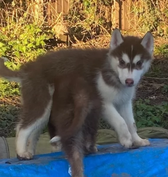 Siberian Husky per la dozione | Foto 1