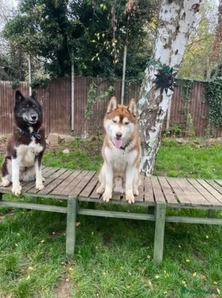 Siberian Husky per la dozione | Foto 3