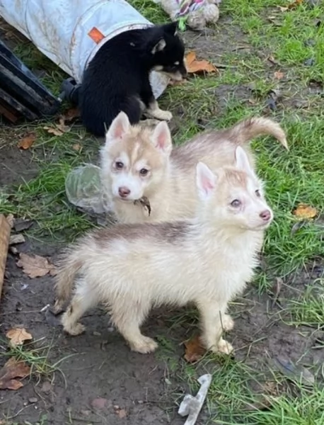 Siberian Husky per la dozione | Foto 1