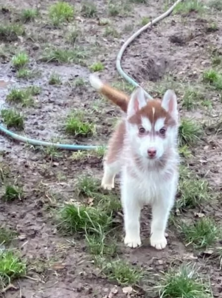 Siberian Husky per la dozione