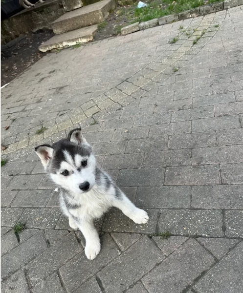 Siberian Husky per la dozione | Foto 1