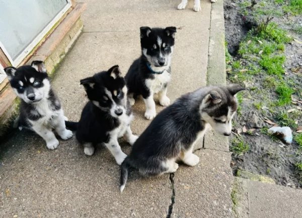 Siberian Husky per la dozione | Foto 0