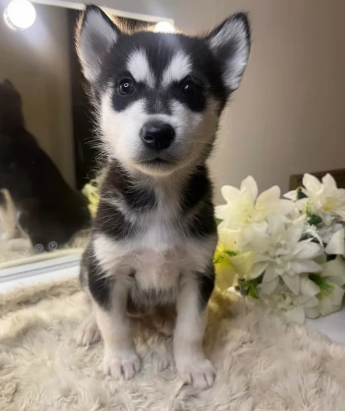 Siberian Husky per la dozione | Foto 0