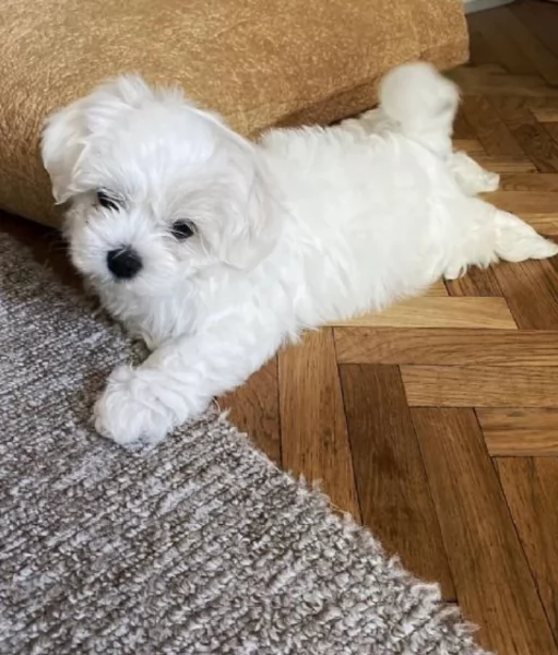 disponibili cuccioli di maltese toy per la dozione  | Foto 2