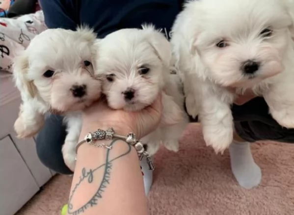 disponibili cuccioli di maltese toy per la dozione 