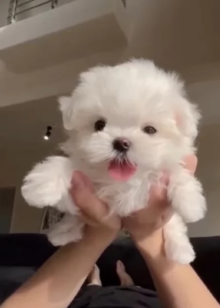 disponibili cuccioli di maltese toy per la dozione  | Foto 1