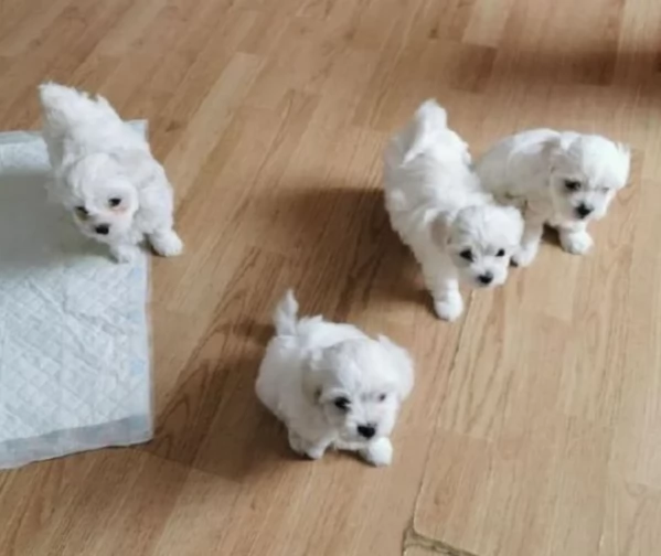 disponibili cuccioli di maltese toy per la dozione  | Foto 0