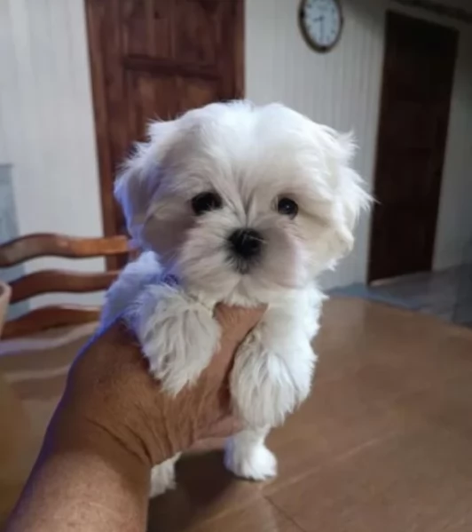 disponibili cuccioli di maltese toy per la dozione 