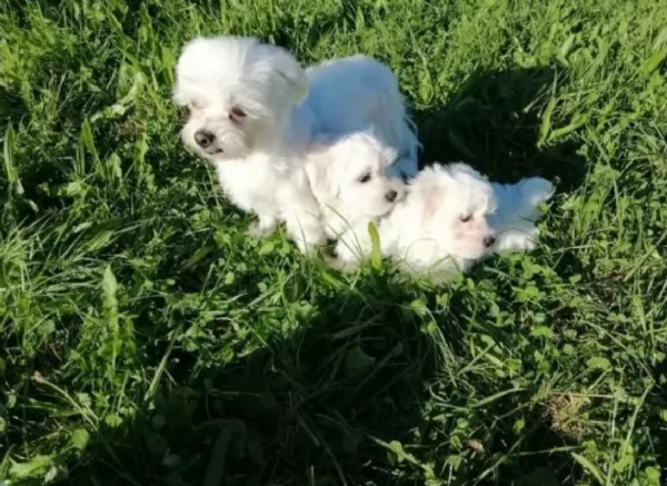 disponibili cuccioli di maltese toy per la dozione  | Foto 4