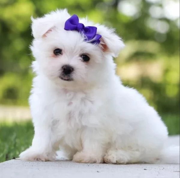 disponibili cuccioli di maltese toy per la dozione 