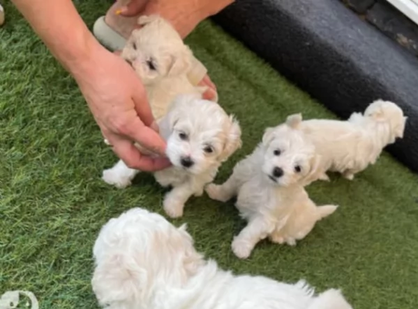 disponibili cuccioli di maltese toy per la dozione  | Foto 2