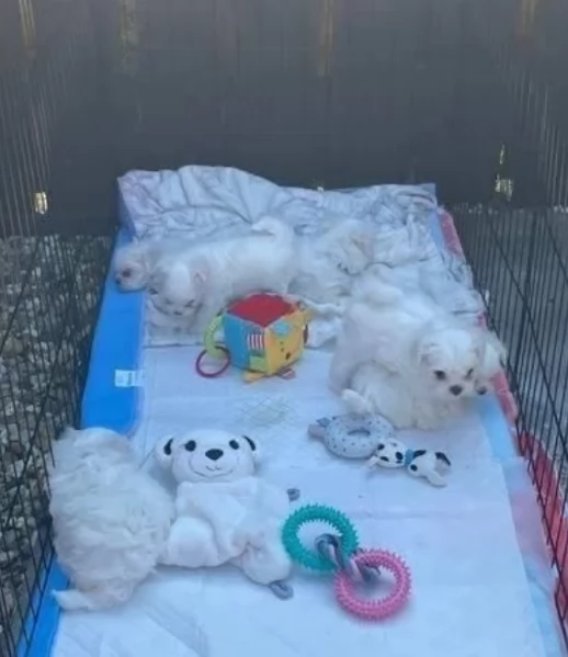 disponibili cuccioli di maltese toy per la dozione  | Foto 1