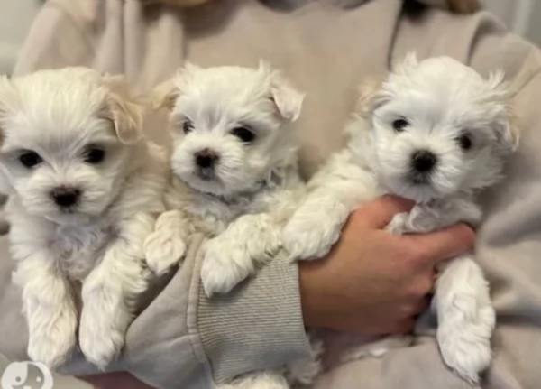 disponibili cuccioli di maltese toy per la dozione  | Foto 0