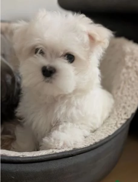 disponibili cuccioli di maltese toy per la dozione  | Foto 0