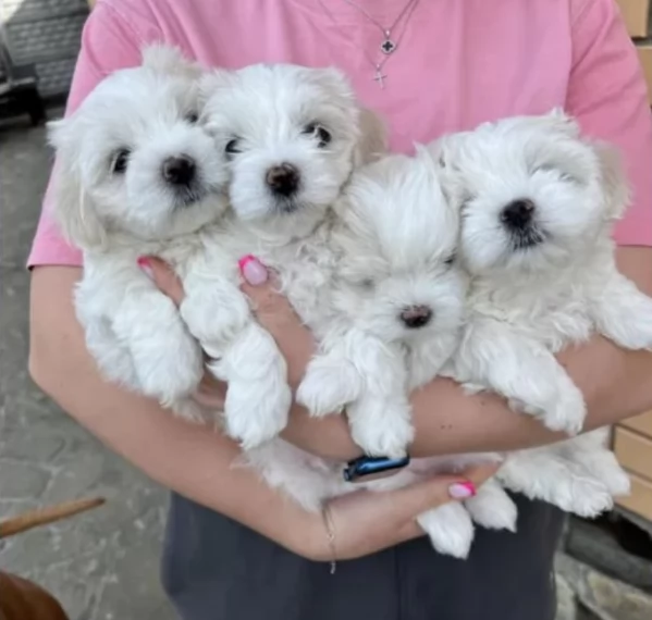 disponibili cuccioli di maltese toy per la dozione  | Foto 5