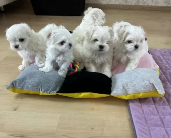disponibili cuccioli di maltese toy per la dozione  | Foto 0