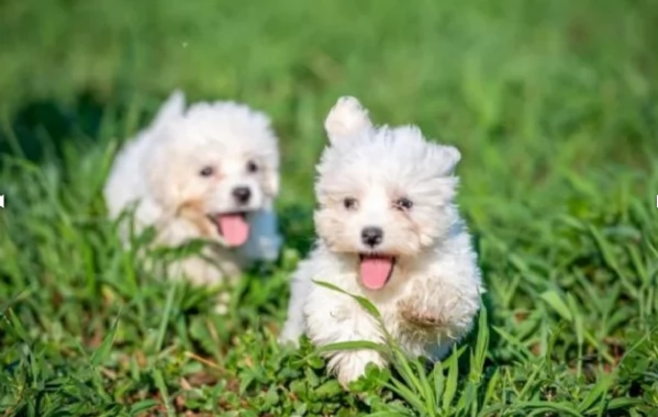 disponibili cuccioli di maltese toy per la dozione  | Foto 6