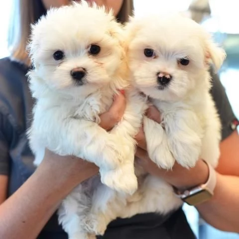 disponibili cuccioli di maltese toy per la dozione 
